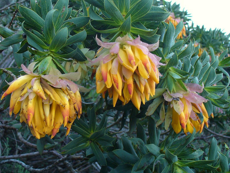 Liparia splendens - Mountain Dahlia