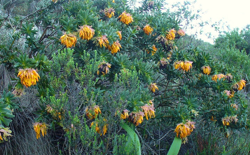 Liparia splendens - Mountain Dahlia