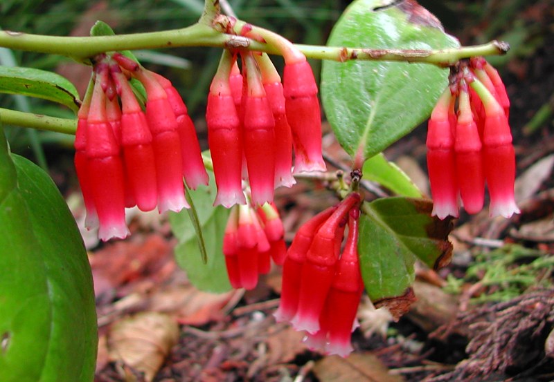 Macleania coccoloboides