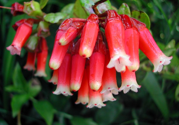 Macleania insignis