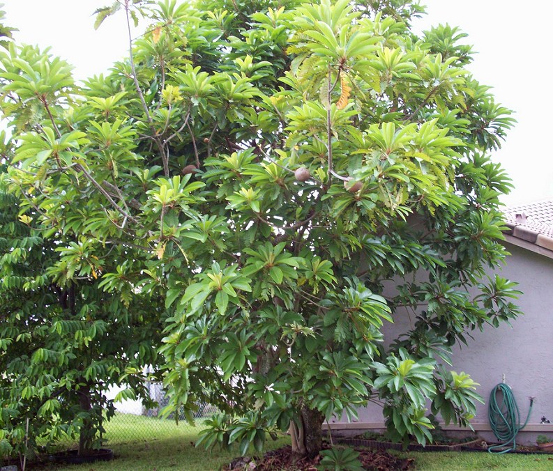 2 Mamey sapote seeds Pouteria sapota Tropical fruit grown in Florida