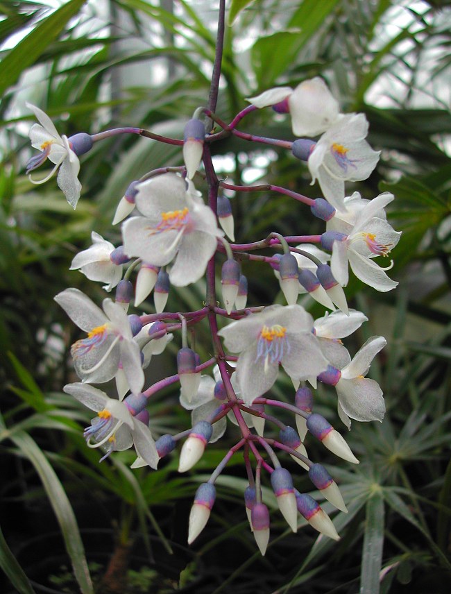 Medinilla crassata - Chandelier Plant