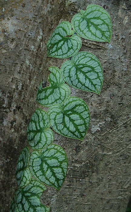 Monstera dubia - Shingle Plant