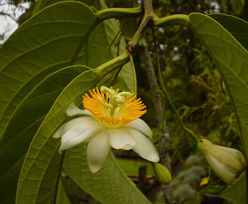 Passiflora arborea