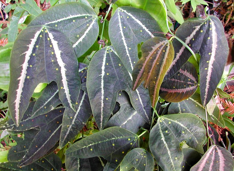 Passiflora boenderi