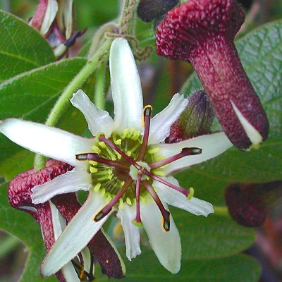 Passiflora bogotensis