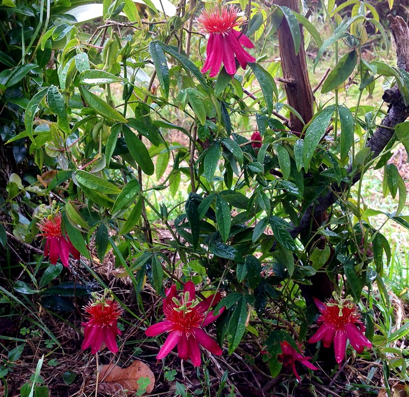 Passiflora gritensis