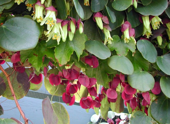 Passiflora membranacea