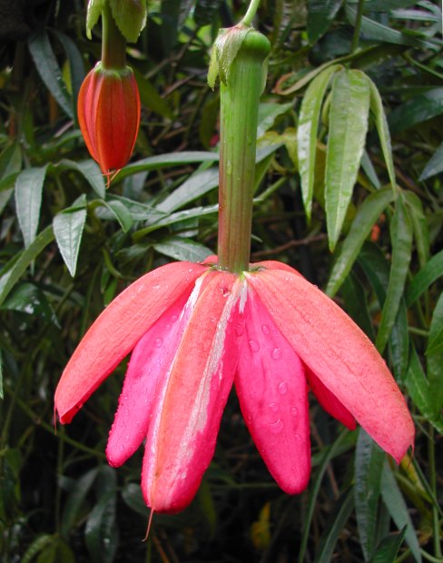 Passiflora parritae x antioquiensis