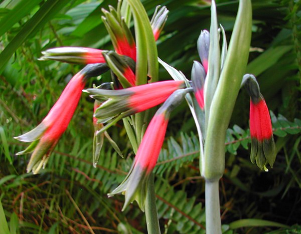 Phaedranassa carmioli - the Queen Amaryllis