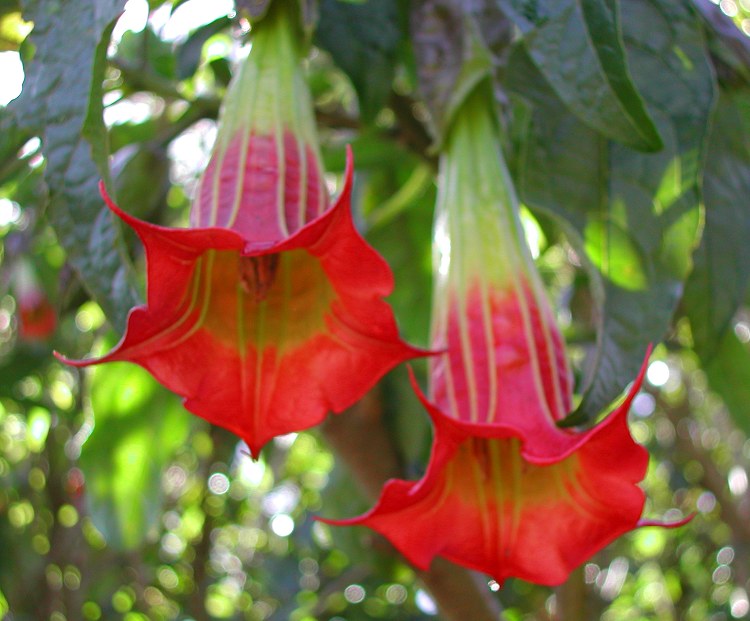 Brugmansia sanguinea - The Red Angel's Trumpet