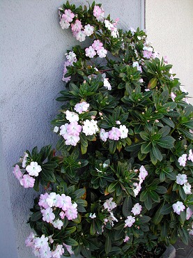 Sodenii