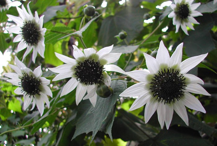 Rojasianthe superba - "White Tree Sunflower"