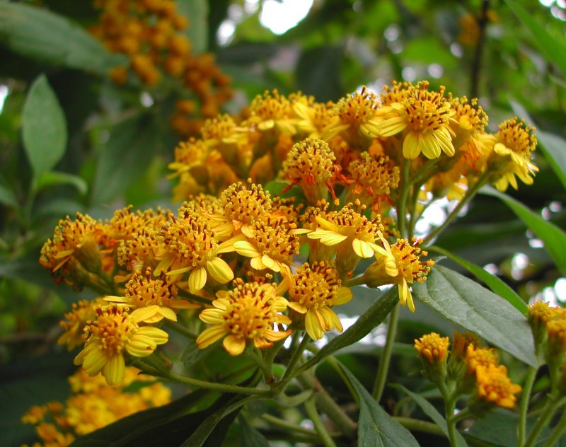 Squamopappus skutchii - Guatemalan Sunflower Bush