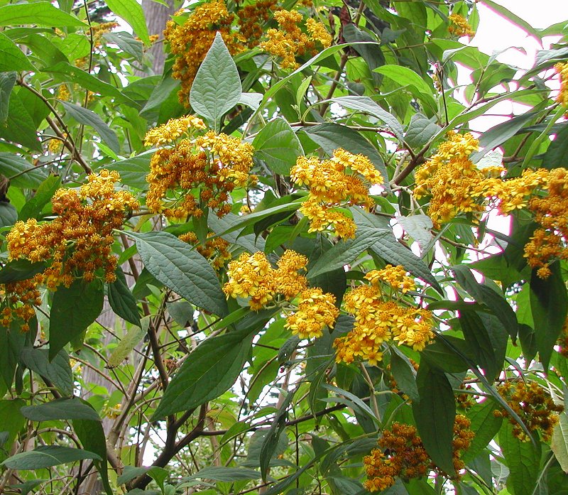 Squamopappus skutchii - Guatemalan Sunflower Bush