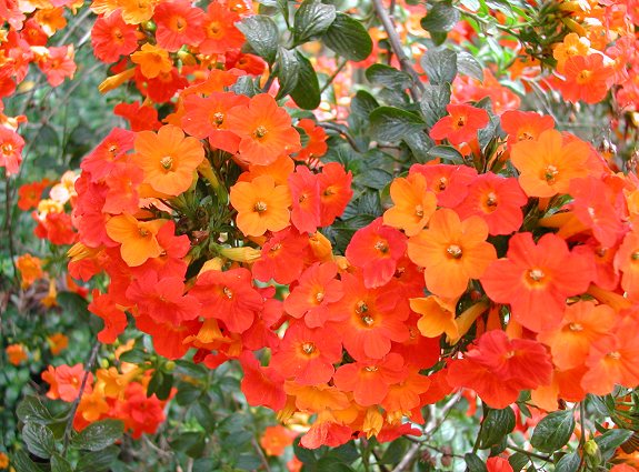 Orange Browallia