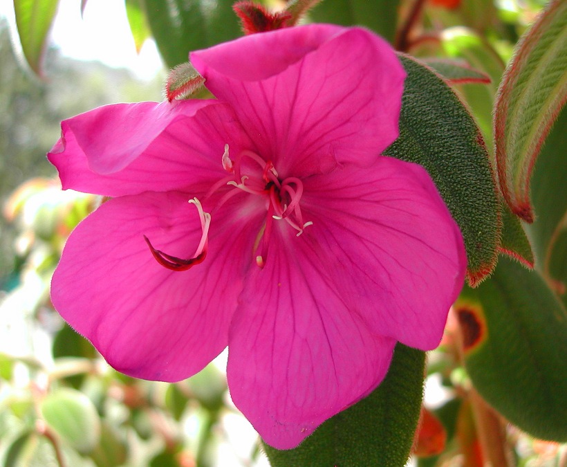 Tibouchina cardinalis - Pink Princess Flower