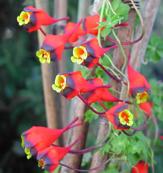 Tropaeolum tricolor - Chilean Nasturtium