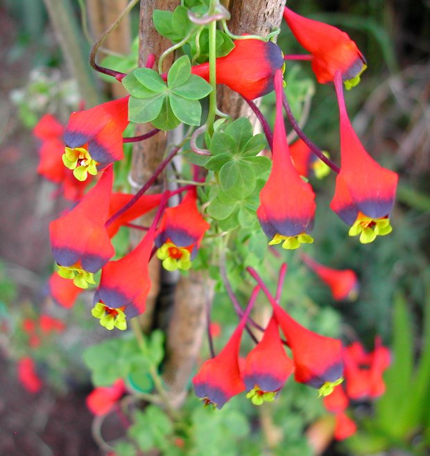 Tropaeolum tricolor - Chilean Nasturtium