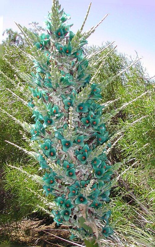 Turquoise Puya berteroniana