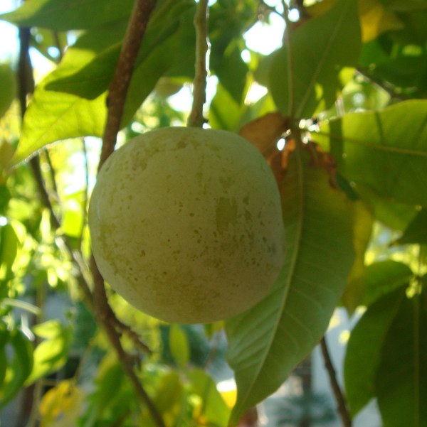 White Sapote fruit - Casimiroa edulis