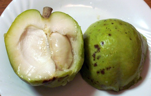 White Sapote fruit - Casimiroa edulis