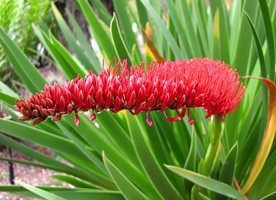 Xeronema callistemon