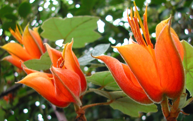 xChiranthomontodendron lenzii (xChiranthofremontia)