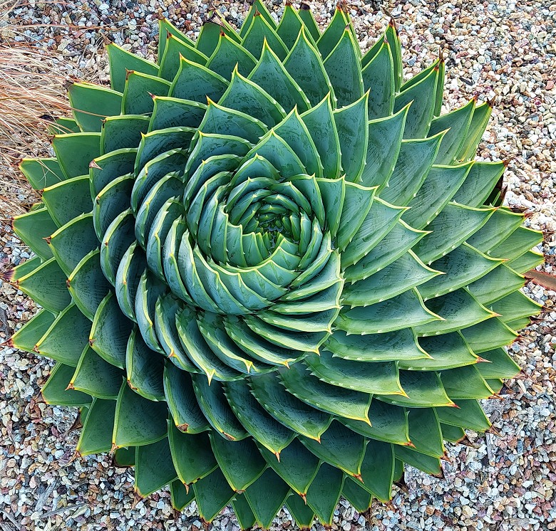 Aloe polyphylla - Spiral Aloe