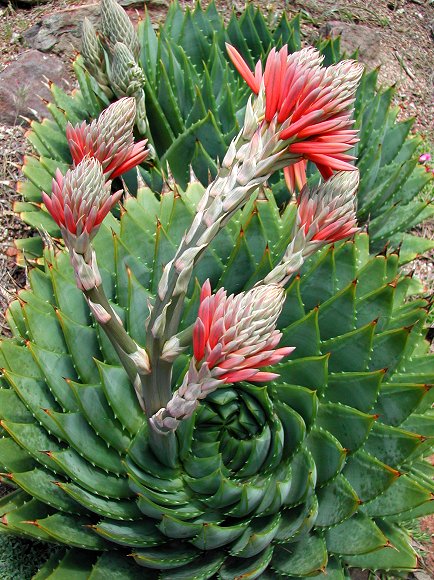 Spiral Aloe
