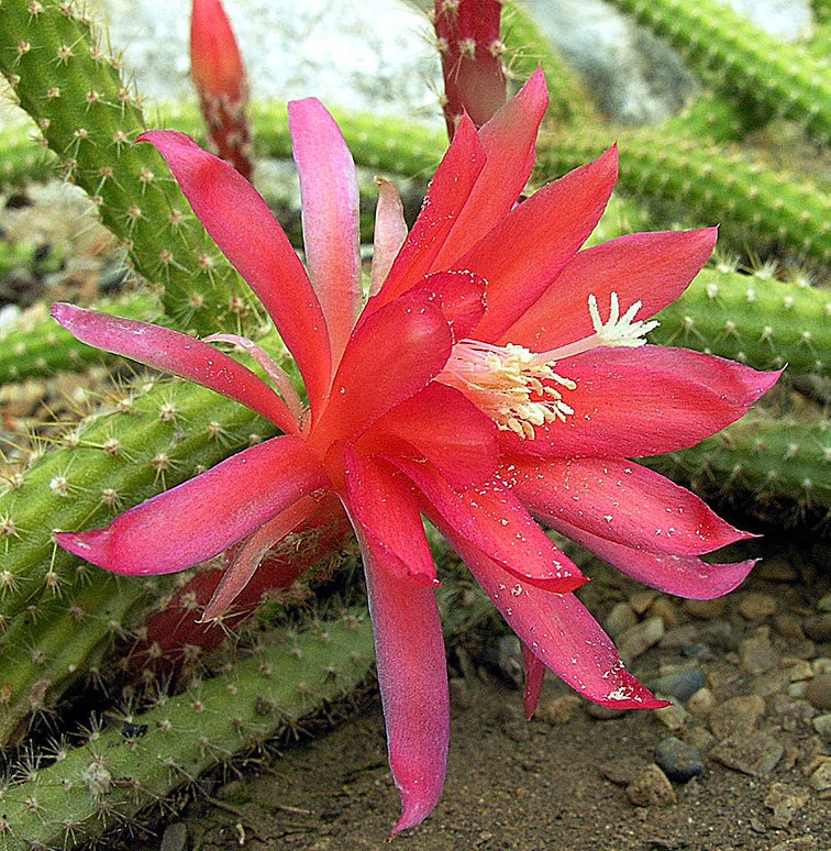 Aporocactus martianus ("Disocactus") from Mexico - Rattail Cactus