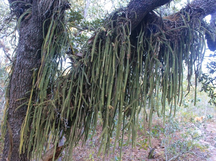 Aporocactus martianus ("Disocactus") from Mexico - Rattail Cactus