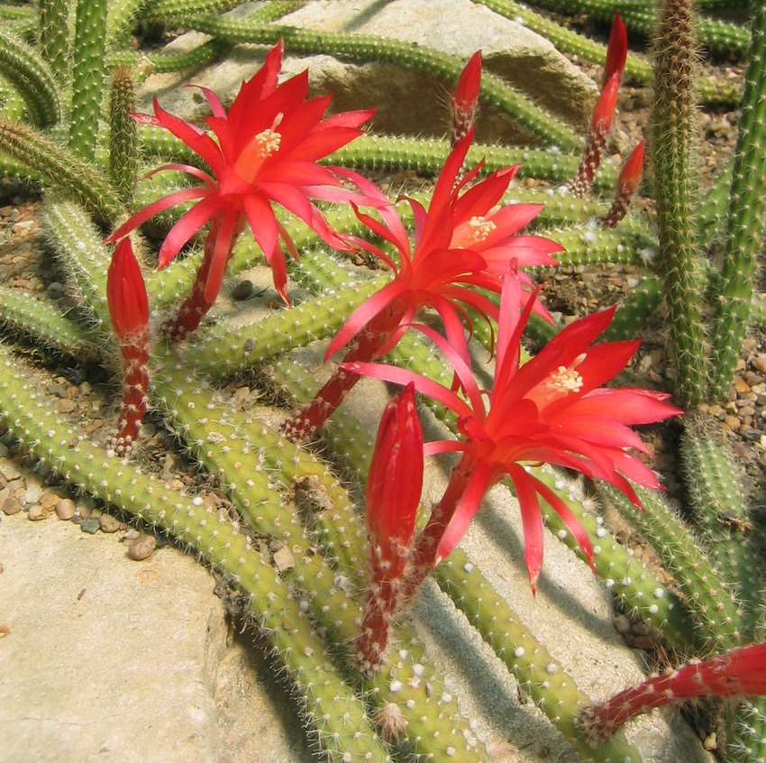 Aporocactus martianus ("Disocactus") from Mexico - Rattail Cactus
