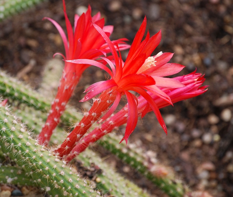 Aporocactus martianus ("Disocactus") from Mexico - Rattail Cactus