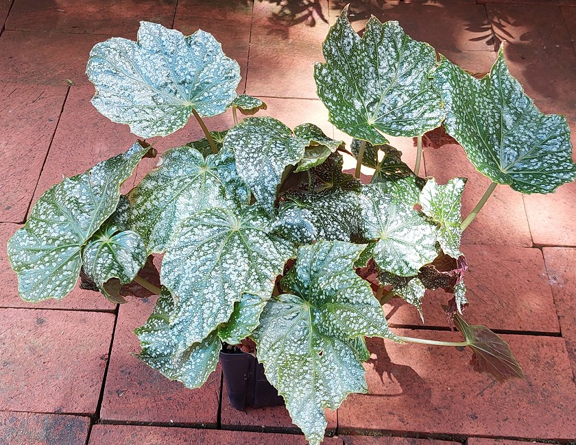 Begonia formosana var. albomaculata