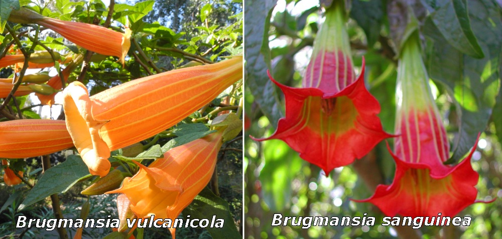 Brugmansia vulcanicola and sanguinea