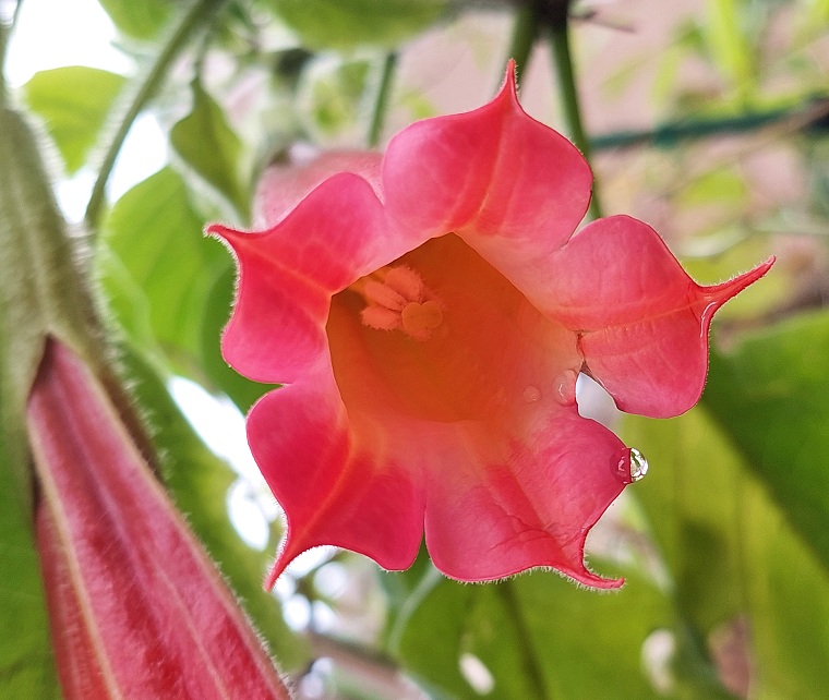 Brugmansia vulcanicola La Cocha
