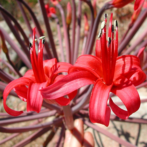 Brunsvigia grandiflora