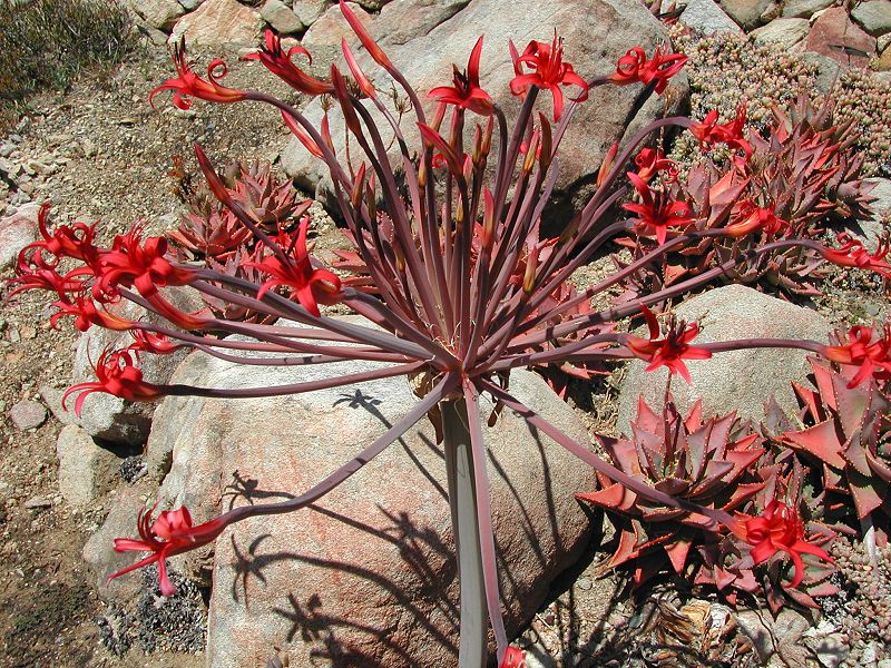 Brunsvigia josephinae