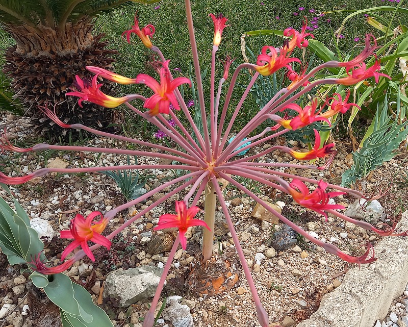 Brunsvigia josephinae - Candelabra Lily