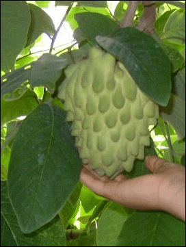 How to protect the fruit of my cherimoya tree