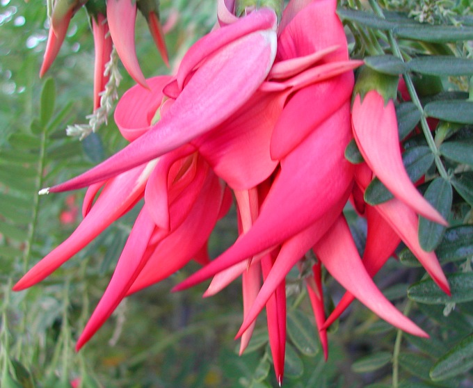 Clianthus puniceus