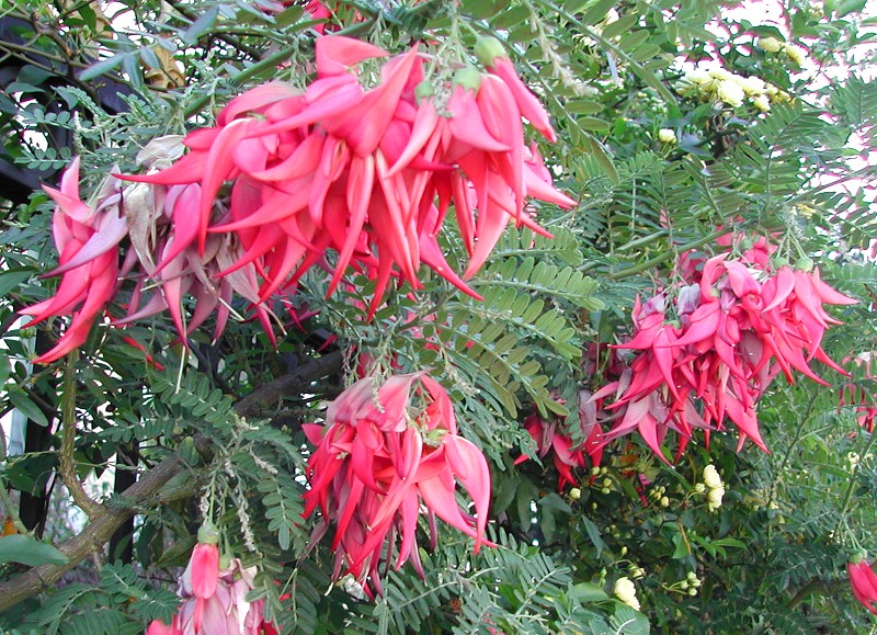 Clianthus puniceus