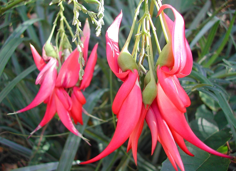 Parrot's Beak Clianthus