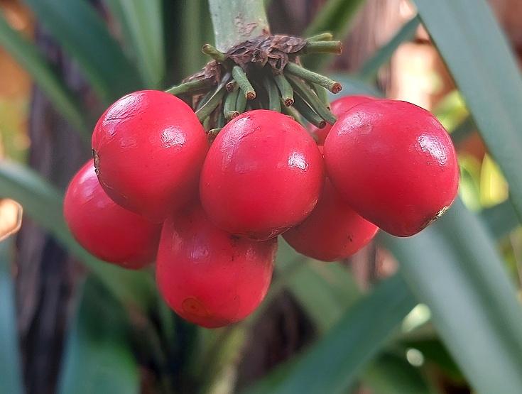 Clivia caulescens
