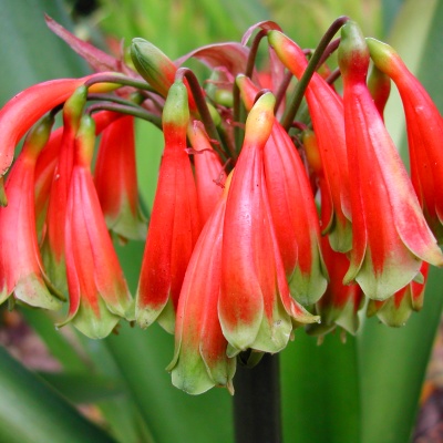 Clivia caulescens