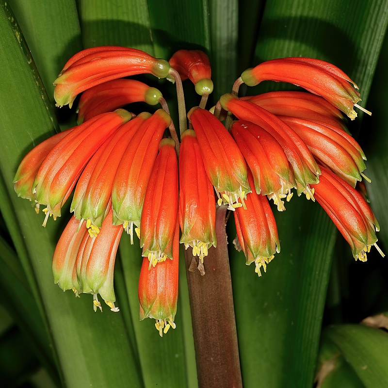 Clivia gardenii
