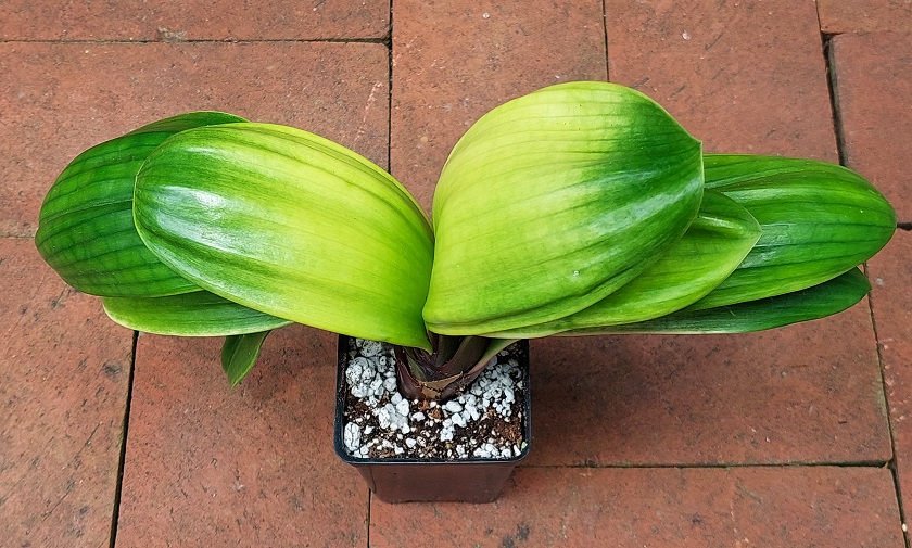 "Light of Buddha" Variegated Clivia miniata 