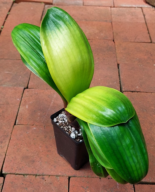 "Light of Buddha" Variegated Clivia miniata 