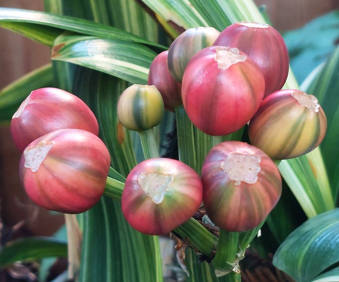 Variegated Clivia miniata